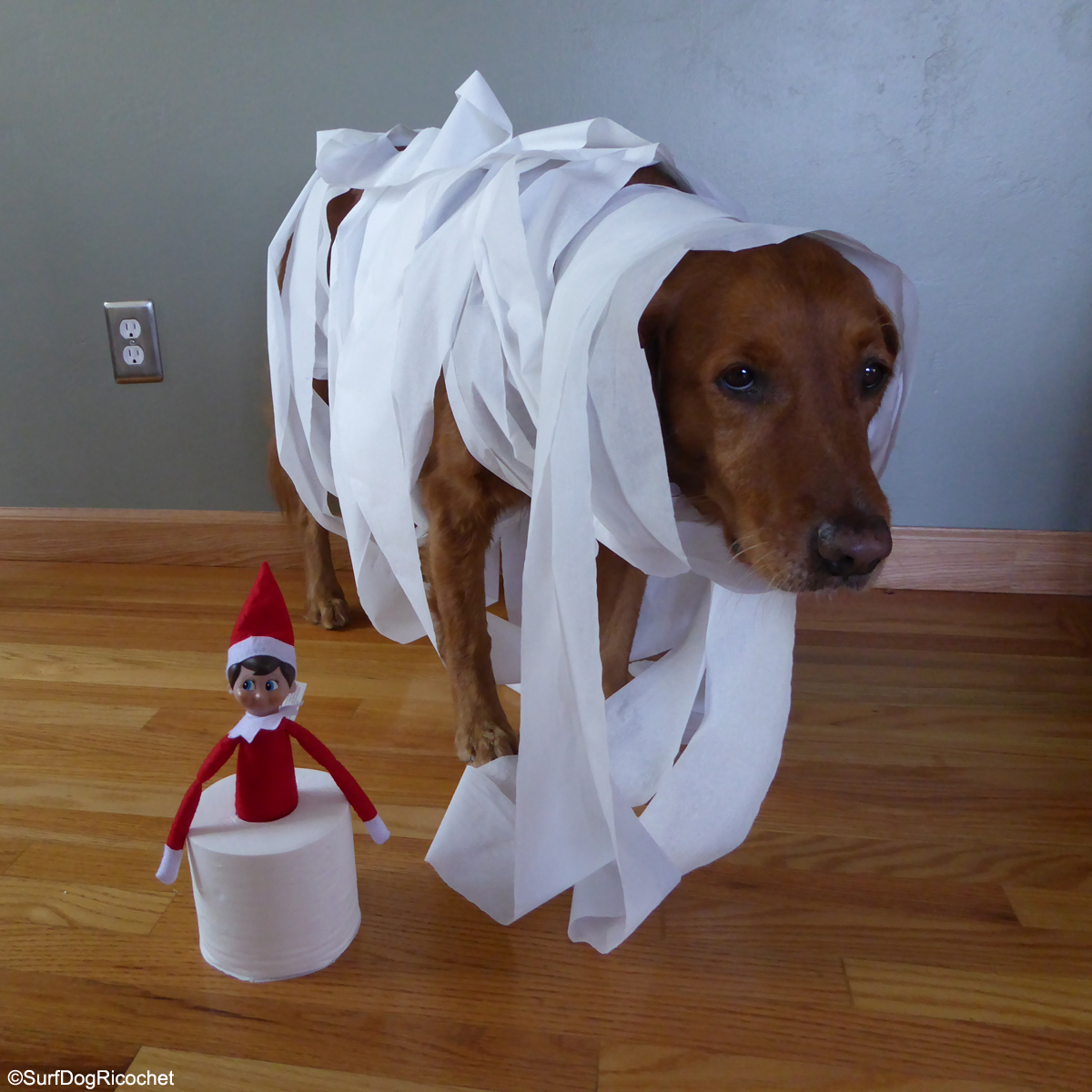 SurfDogRicochet's tweet photo. I got TP'd! More photos: https://t.co/QP4HfpUkXK #elfontheshelf #elf2015 #elfonashelf #elfonashelfgonebad #dogs https://t.co/5c2ygvpQA2