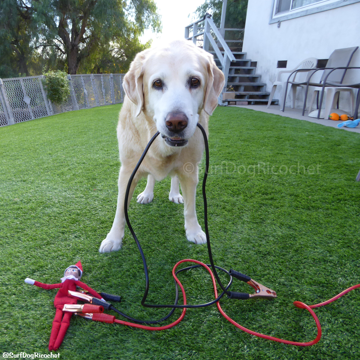 SurfDogRicochet's tweet photo. Anyone have a battery we could borrow? More pics https://t.co/QP4HfpCK6c #elfontheshelf #elf2015 #elfonashelf #dogs https://t.co/UkHmjLONza
