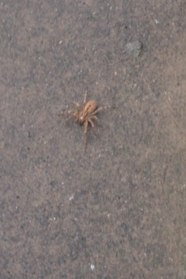 clreidie's tweet photo. Can anyone identify this beast #spider #spiderexpert #whatisthisspider #identifymyspider #spiders #englishspider https://t.co/nm947Xt79i