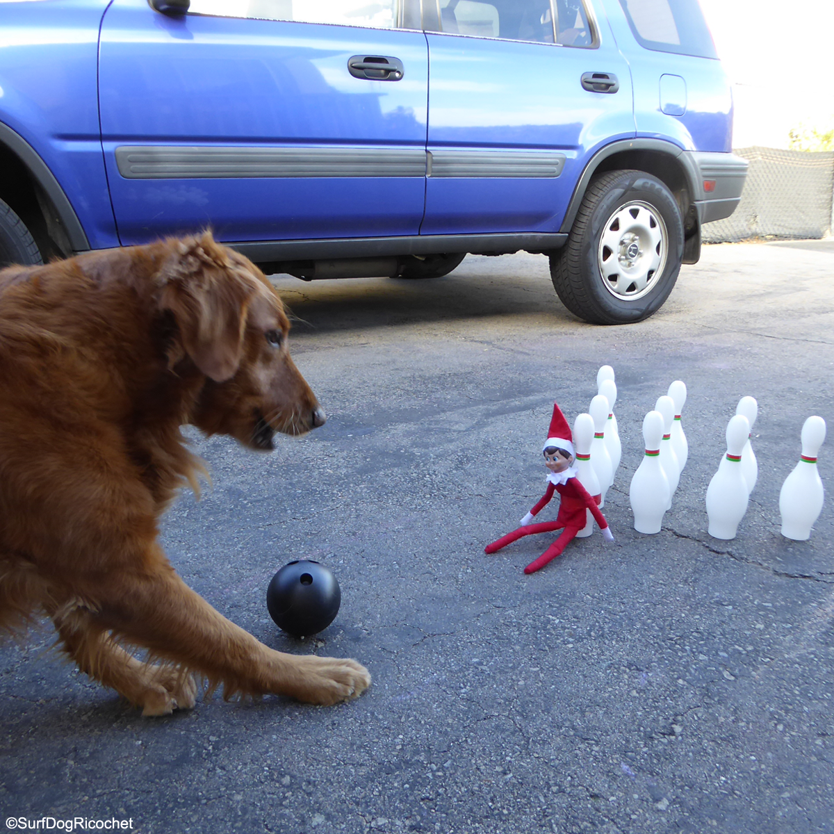 SurfDogRicochet's tweet photo. Hey Elf wanna go bowling? More pics https://t.co/QP4HfpCK6c #elfontheshelf #elf2015 #elfonashelf #elfonashelfgonebad https://t.co/IKVHbipbmJ