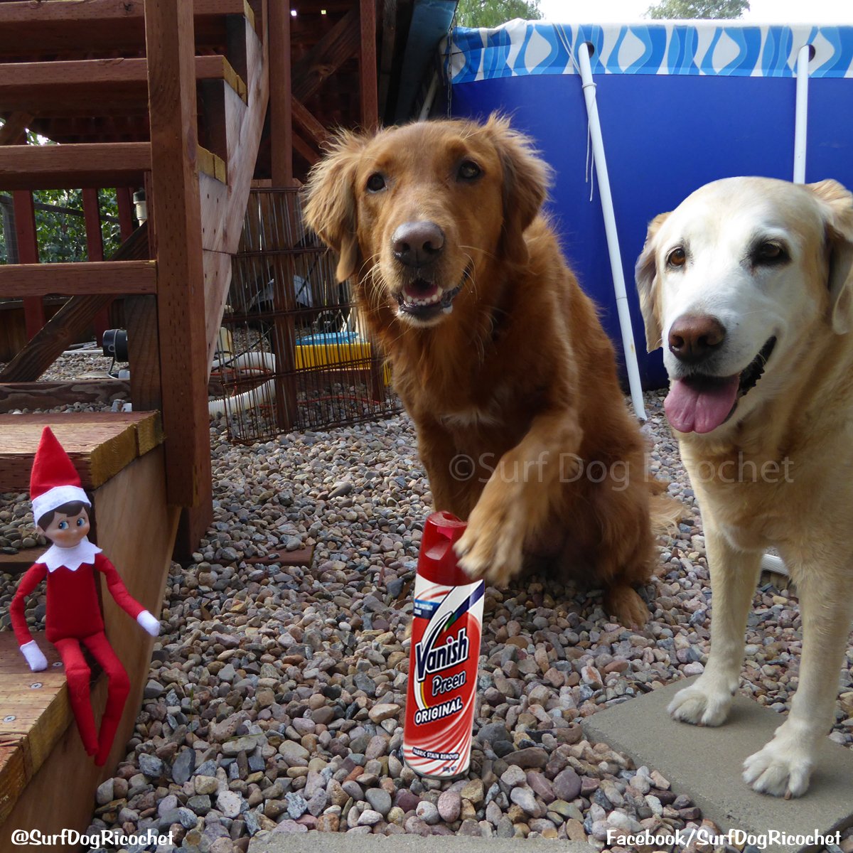 SurfDogRicochet's tweet photo. Wonder if this stuff will work? More pics https://t.co/QP4HfpCK6c #elfontheshelf #elf2015 #elfonashelf #dogs https://t.co/u4L7WHk40T