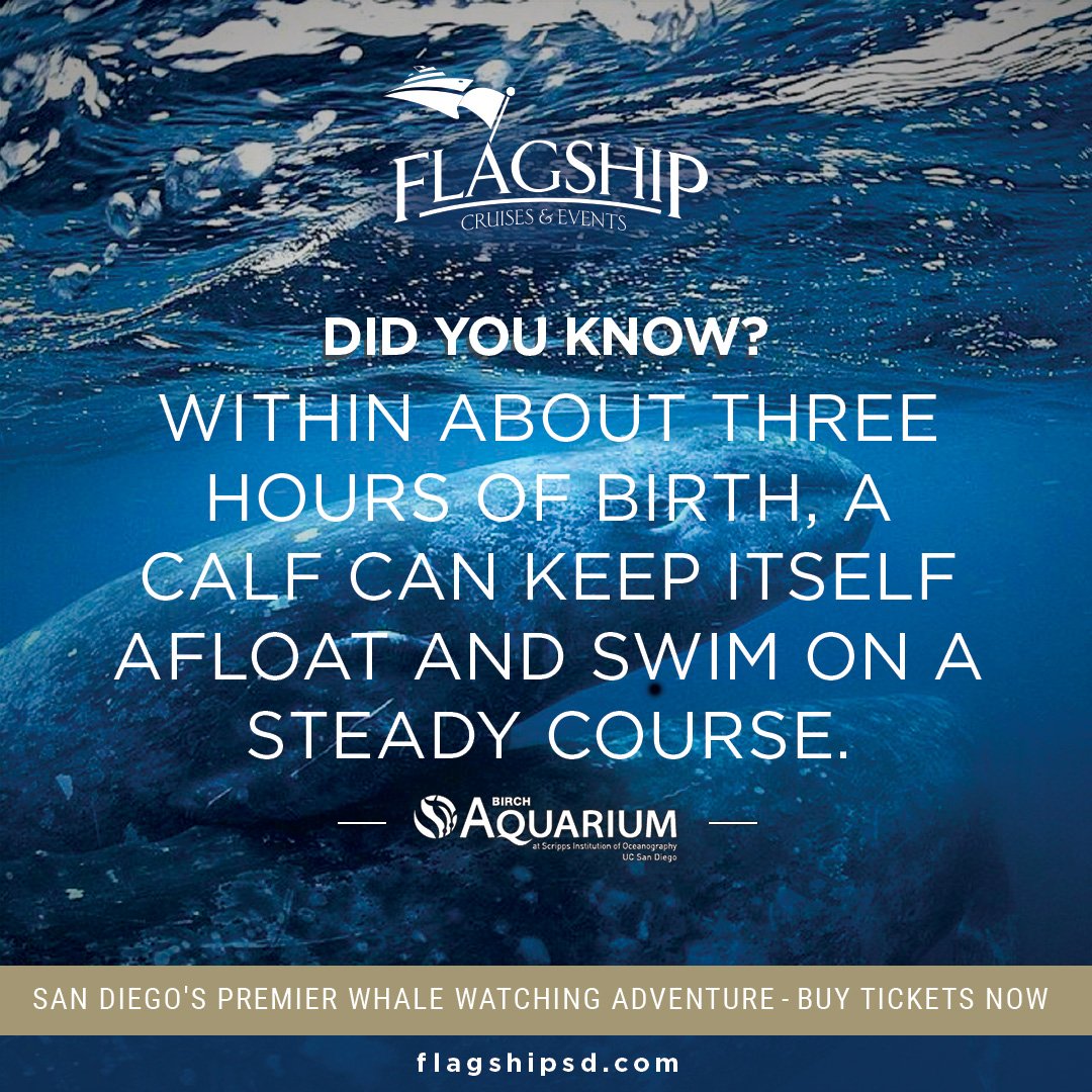 The whales return 12/19! Join us + <a href="/Birch_Aquarium/">Birch Aquarium</a> to kick off the season: ow.ly/VGZ2T #FunFact