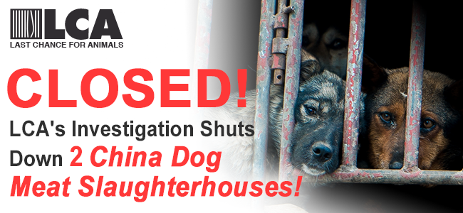 dobs21's tweet image. Stop Dog Meat stopdogmeat.com via @lc4a