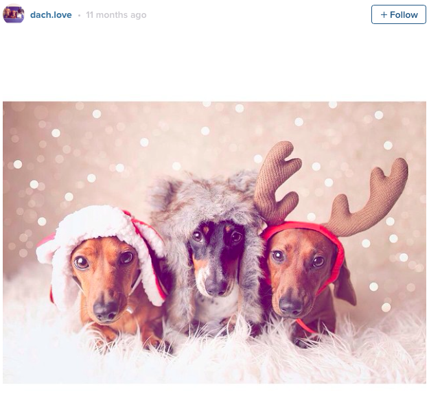 thisdotrocks's tweet photo. Tis the season for adorable dachshunds! #thisdotrocks #christmasdachshundsdotrocks https://t.co/aojDg2Iz6H https://t.co/Sga059zPVq