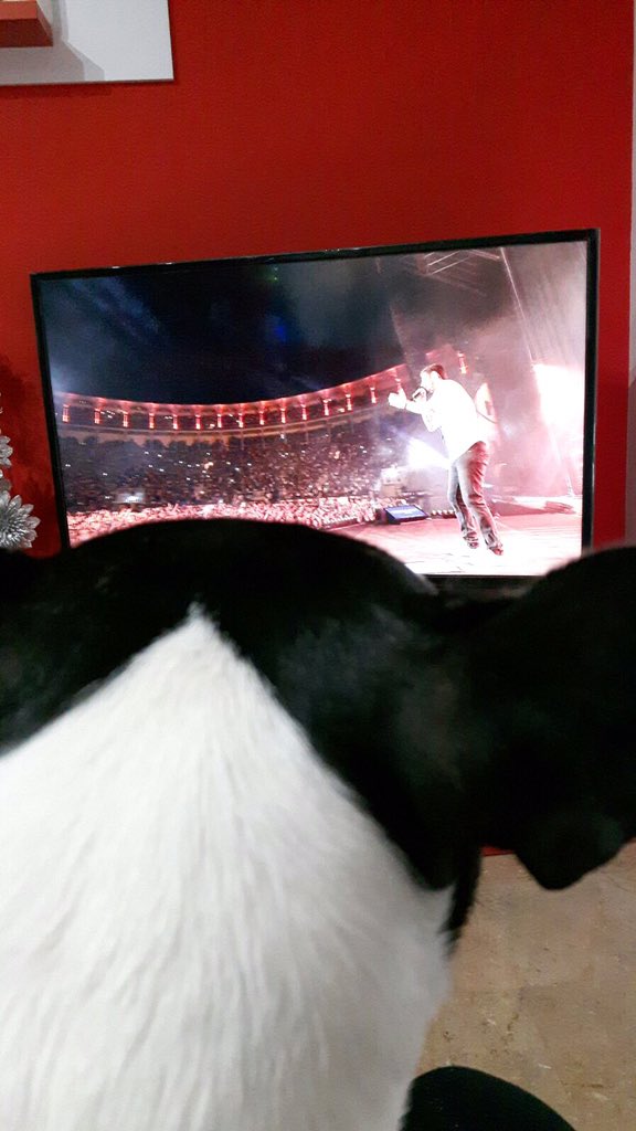 leticia_orteg's tweet photo. Y es que a mi kira le encantas @MelendiOficial https://t.co/Y16xB5779i