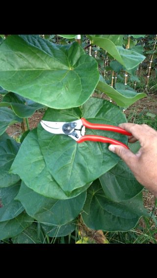 Tupper_tree's tweet image. Cercis Bubblegum liners are available. Large leathery leaf and a vigorous bloomer in the spring.