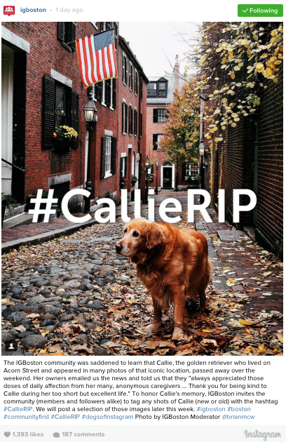 H_Morrison44's tweet photo. #Boston community comes together to mourn a beloved dog. #CallieRIP #dogsoftwitter https://t.co/pNGxZwvM36 https://t.co/811NPjs83O