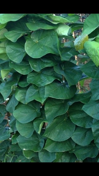 Tupper_tree's tweet image. Cercis Bubblegum