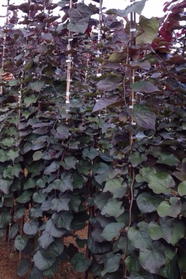 Tupper_tree's tweet image. cercis Ruby Falls ! Excellent weeping cultivar.