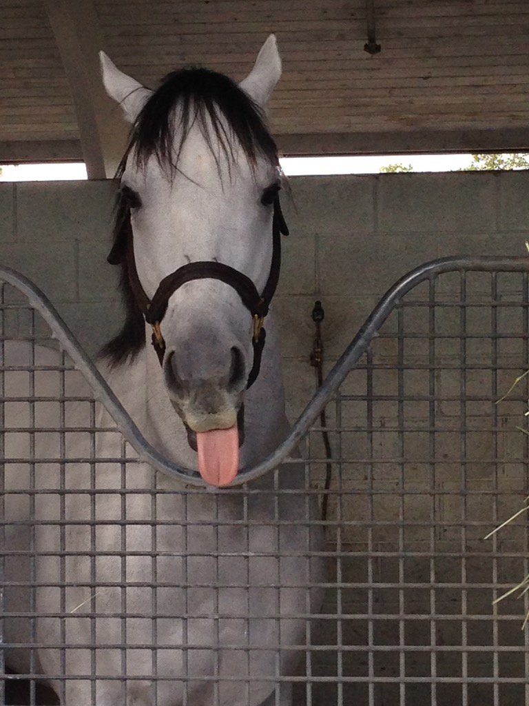 Gatorkitten's tweet photo. Oh @Jubacolt you is to sassys! https://t.co/bEAvJIZ4NJ