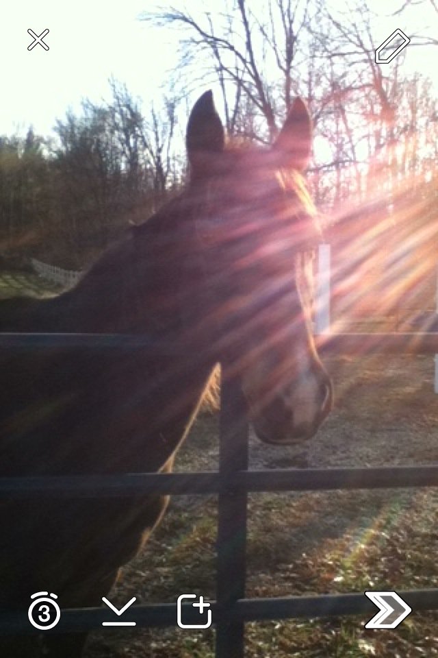 awesomesauce94's tweet image. #horse#beautiful#ridinghorses#snapchat