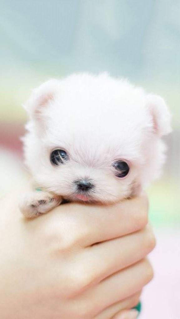 Codedechien's tweet photo. Voici le #chien le plus petit du monde la taille d'une main #RT #codedechien https://t.co/CZ9G43vFTi