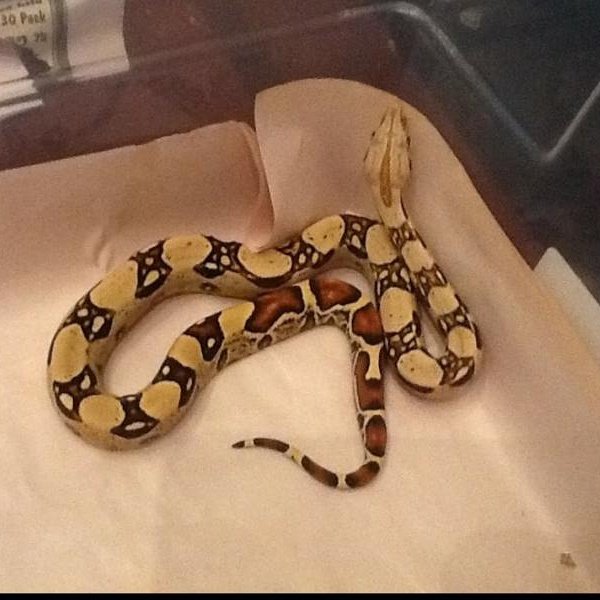 ReptileInsider1's tweet photo. PARADISE 
#boa #redtailboa #boamorph #reptileinsider #reptile #reptiles https://t.co/ibnQD9mW8C https://t.co/S6aYmRr2qq