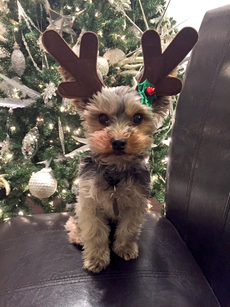 justin_sturman's tweet photo. Prancer! https://t.co/YwqVqxAScJ