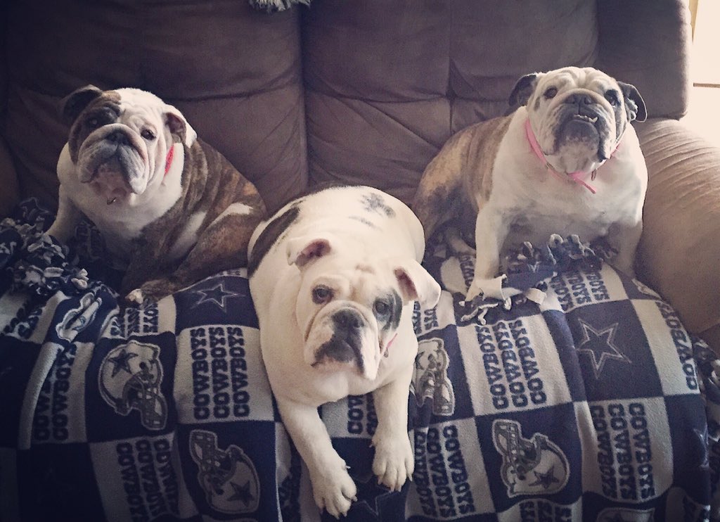 ACenglishBullys tweet picture