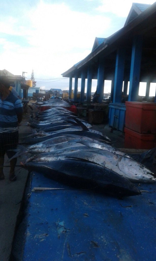 dedimanto's tweet photo. Apakah maksud bu susi ikan besar better than wnt besar? "@susipudjiastuti: https://t.co/OWupJeWdni"