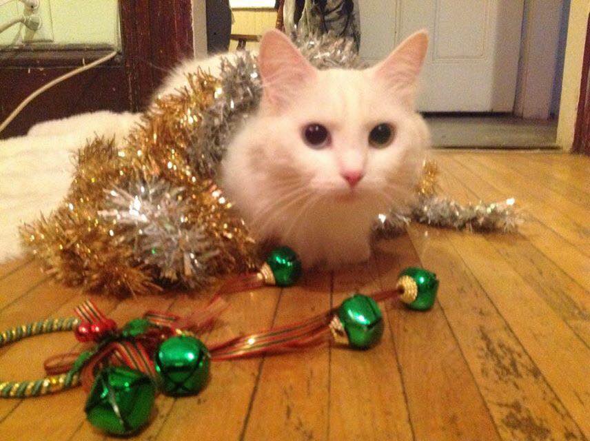 300_Felines's tweet photo. Give the gift of feline healthcare https://t.co/4ykN8uIIJh. Because Nina matters. #spayitforward #ProjectDal https://t.co/RhOiLcJc7e