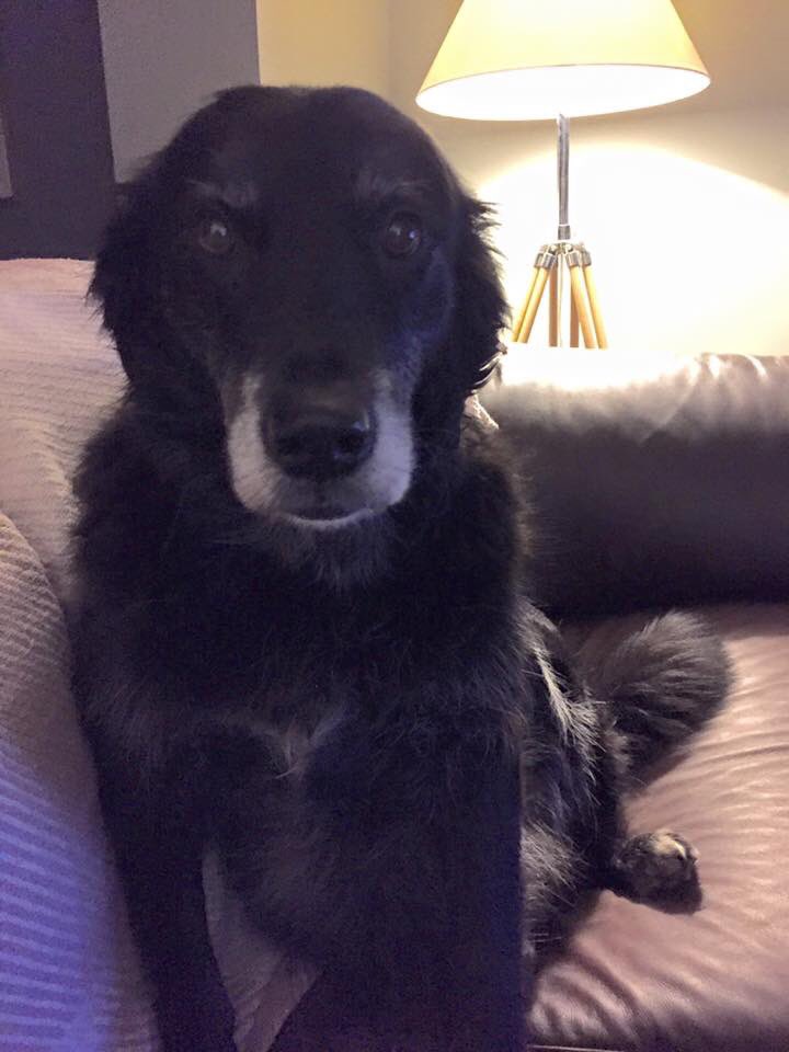 Please keep your eyes peeled for Koko. Missing in the Bude area &amp; last seen near @NortonBarton1 at 3pm yesterday RT