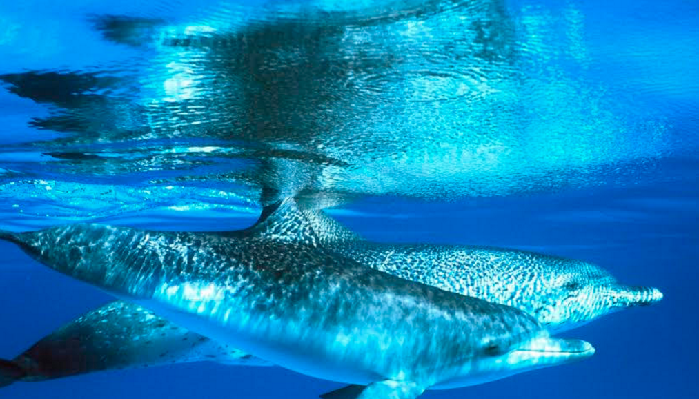 Stop the slaughter: savedolphins.eii.org/take-action/ta… #SaveJapanDolphins