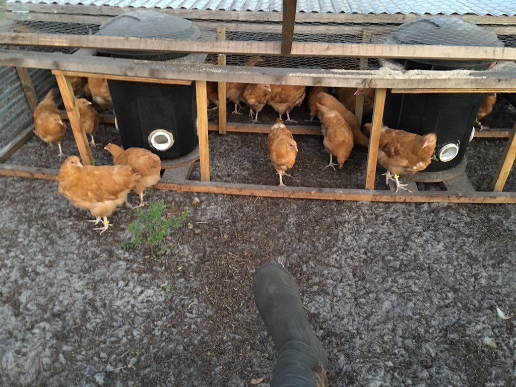 IHuntStrong's tweet photo. Say hello to my egg layers. #pasturedprovisions #huntstrong #chicken #eggs #farmtotable #RebuildingHisTemples https://t.co/nUKKEvyLYO