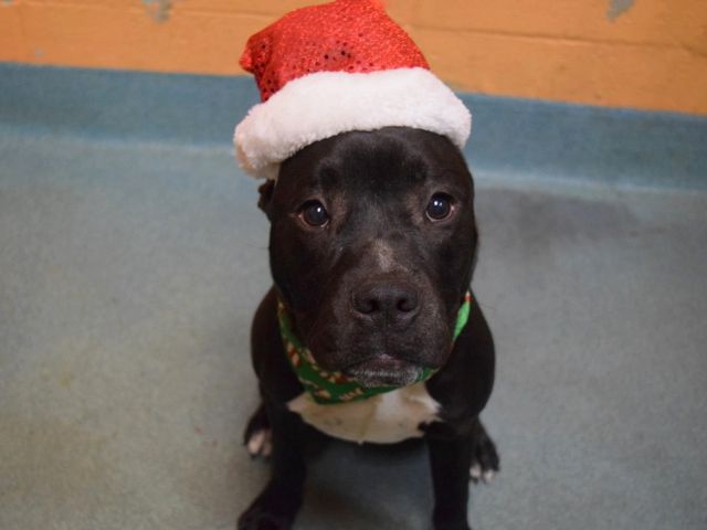 gaviota330's tweet photo. @walterpascal2 THIS PUP WAS SAVED BY #RESCUE
THANKS 2
https://t.co/dM3j7cXh6z
#FOSTER
#ADOPT
#DONATE 
TKS 4 RT! https://t.co/wKBxDf2xf2