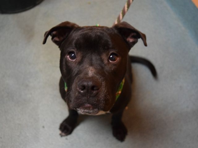 gaviota330's tweet photo. @walterpascal2 THIS PUP WAS SAVED BY #RESCUE
THANKS 2
https://t.co/dM3j7cXh6z
#FOSTER
#ADOPT
#DONATE 
TKS 4 RT! https://t.co/wKBxDf2xf2