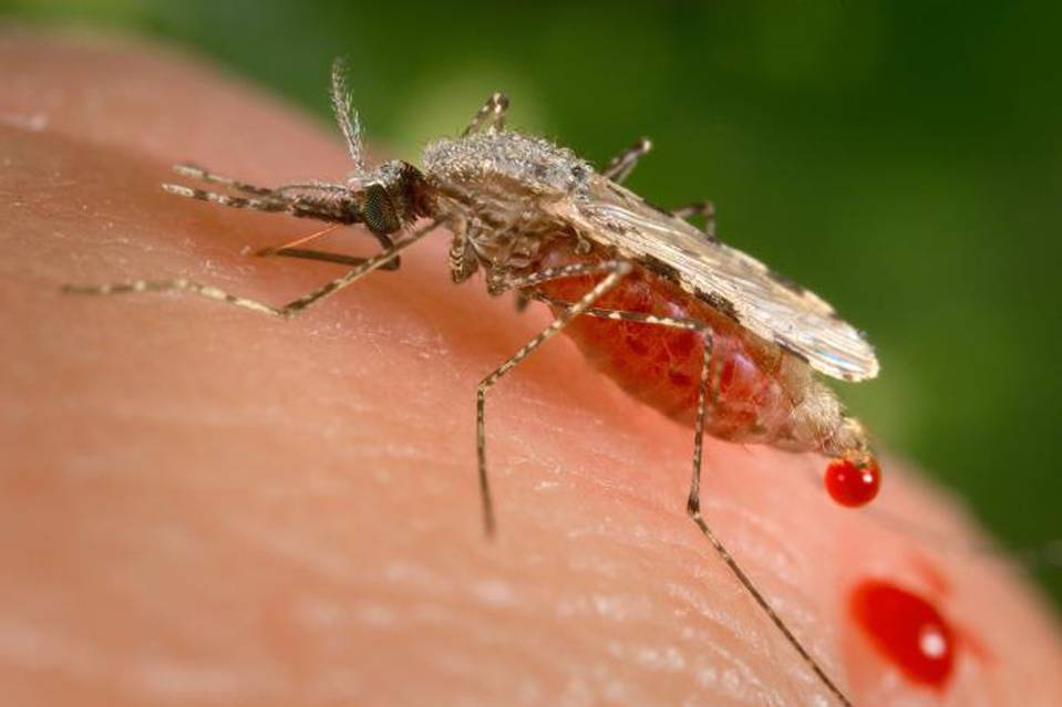 BillGates's tweet photo. An important discussion about the role that gene-editing could play in fighting malaria: https://t.co/z5zoWHqypc https://t.co/xSRwZaPr08