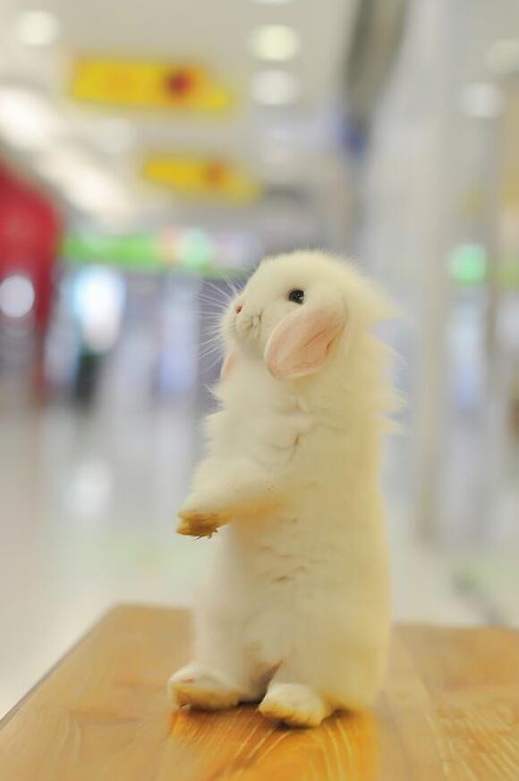 ockwhjtc's tweet photo. 可愛いと思ったらRT☆

#かわいい動物 #動物の赤ちゃん https://t.co/c9zhK3d6EL