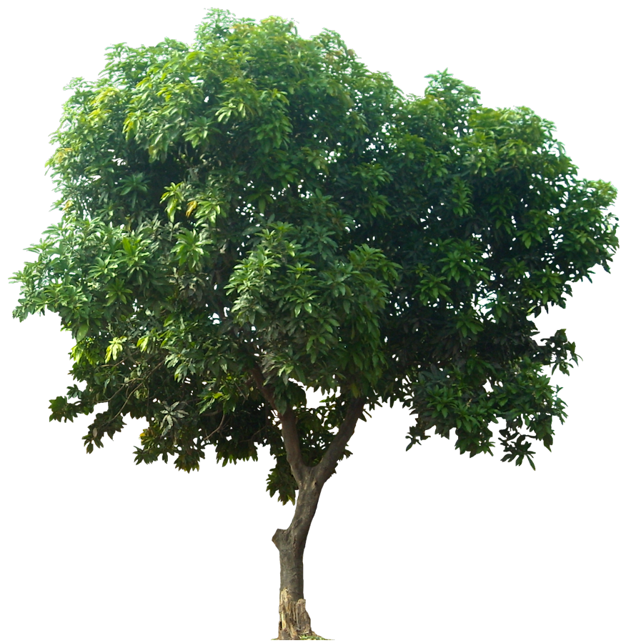 TheCellularWall's tweet photo. Cell walls help plants to stand up. A vote for Cell Wall is a vote for trees that don't sag. #lchsbio #organellewars https://t.co/YCMR1hfTen