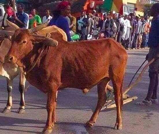 milkessam's tweet photo. Farmer with oxen in the city shows the whole secret of eviction.  #StopMasterPlan. #OromoProtests. #Oromo #Ethiopia https://t.co/vpaGitmXlq