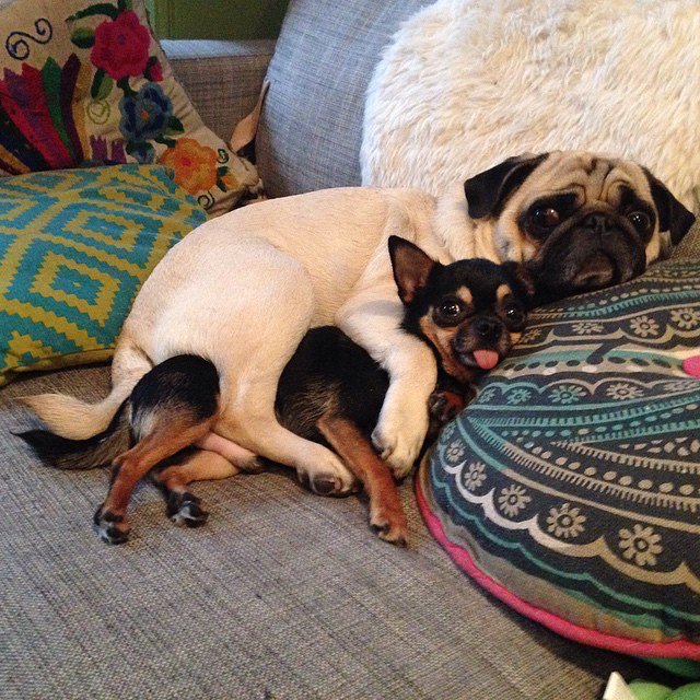<a href="/HamiltonPug/">Hamilton Pug</a> Boogie and Marcelo here from NYC! #PugChat