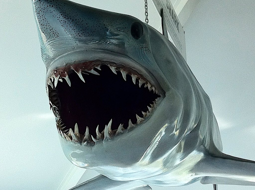 ltdaustralia's tweet photo. Yikes, memories of Spielberg's 'Jaws'... Eden's 'Killer Whale Museum, NSW #eden #Elddis #visitnsw #eliteRV https://t.co/qw4ueMEdOM