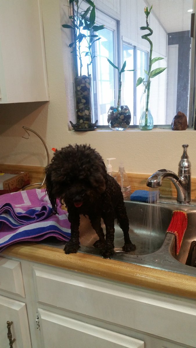 Cutestpupever's tweet photo. #howcanigetdown #BathtubPartyDay #bathdebates #CleanandLean #itsadogslife #malteserlove https://t.co/LjHbLsa1gF