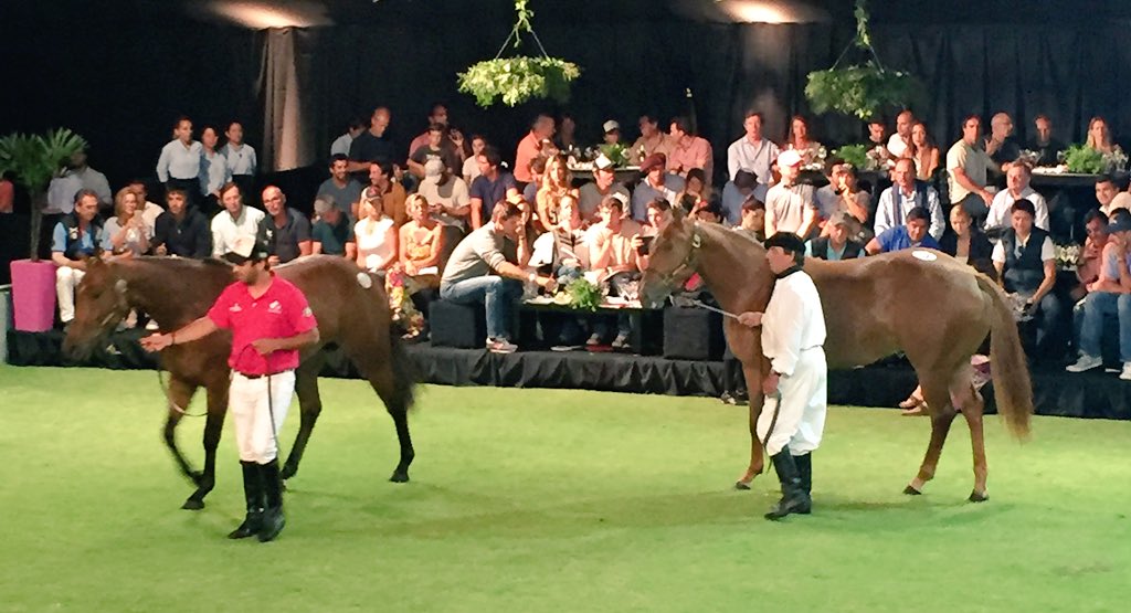 Something different tonight. Great set up <a href="/AlegriaPolo/">Alegria Polo</a> auction #TonightShow #horses #Polo #breeding #EquineHour