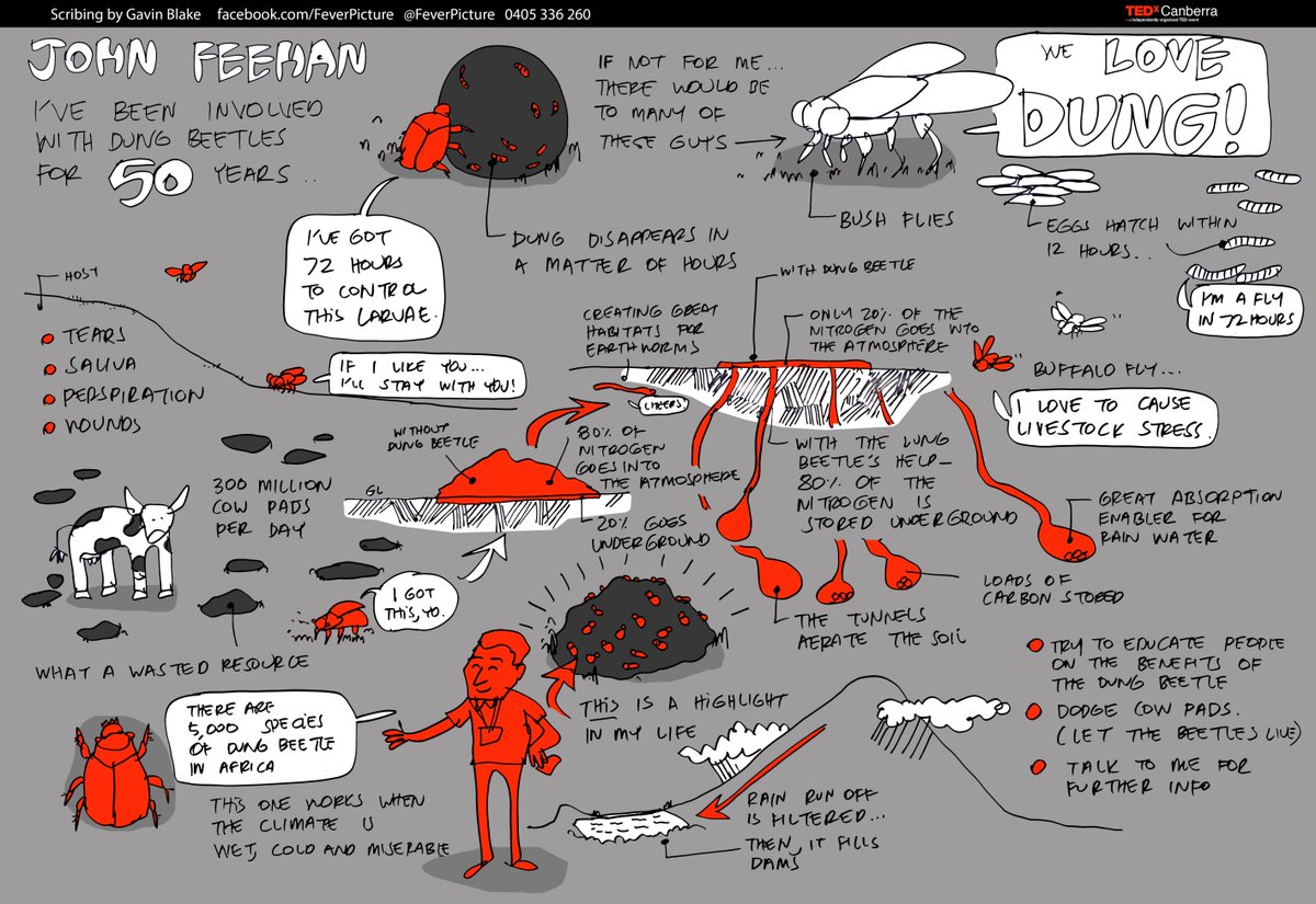FeverPicture's tweet image. Remarkable talk by John Feehan at #tedxcanberra #DUNGBEETLES do waaaay more than you think.