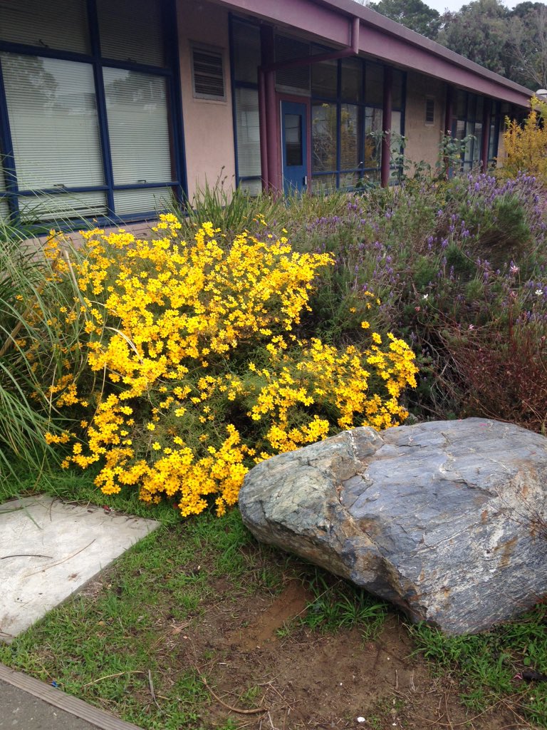 MrsDianeHoy's tweet photo. Mira Vista is so beautiful! That's my classroom door. https://t.co/CRYlzxjy6Y