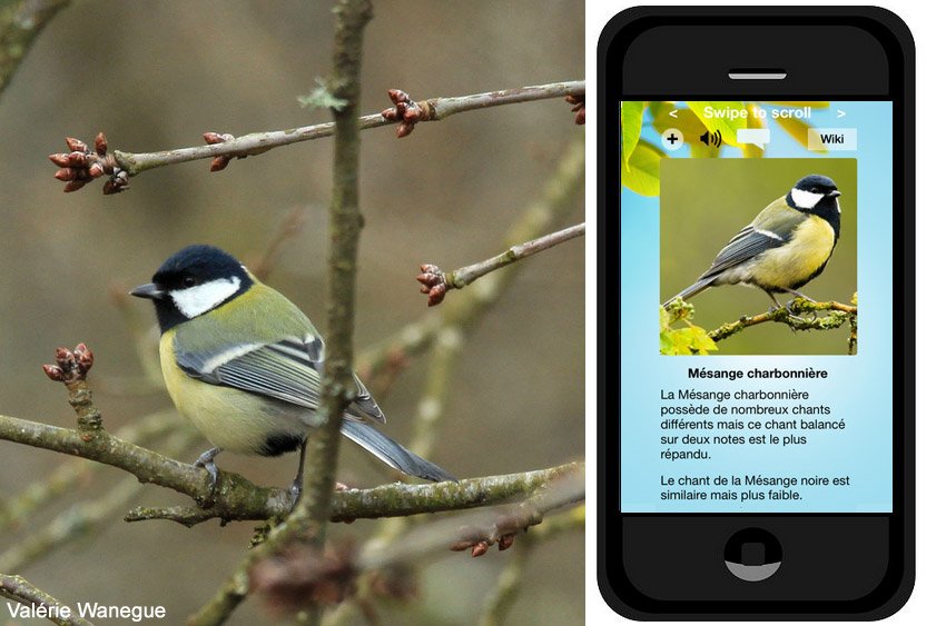 Ornithomedia's tweet image. Applications pour reconnaître les sons d'#oiseaux : ajout de "Cui-cui !" et de ChirpOmatic ornithomedia.com/pratique/equip…