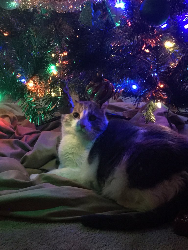 Marley_Cat's tweet photo. My humans out up my 🎄tree #abouttimetheyputitup #idontknowwhytheytakeitdown #CatsOfTwitter #Cats https://t.co/W7PgvlBXlx