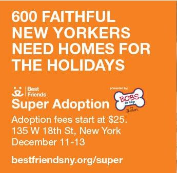 realdavidmazouz's tweet photo. NYC!! @bestfriends #superadoption  you have 600+ options to bring home a Best Friend https://t.co/fU3sjt26hW https://t.co/GzXHnWsS0f