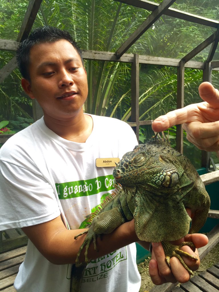 lonelyplanet's tweet photo. Cool! MT @phtravel: Green iguanas at the breeding &amp; conservation program in San Ignacio. #LPinBelize #travel #lp https://t.co/PIJqOMSxHc
