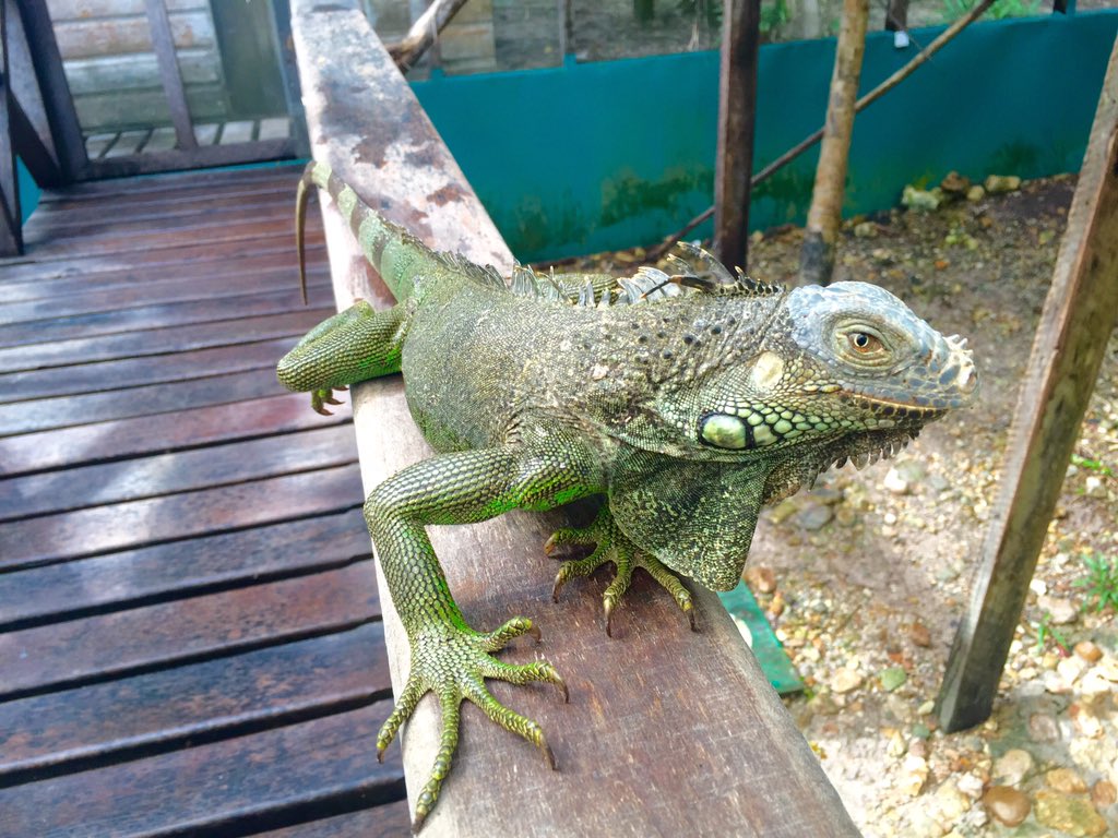 lonelyplanet's tweet photo. Cool! MT @phtravel: Green iguanas at the breeding &amp; conservation program in San Ignacio. #LPinBelize #travel #lp https://t.co/PIJqOMSxHc