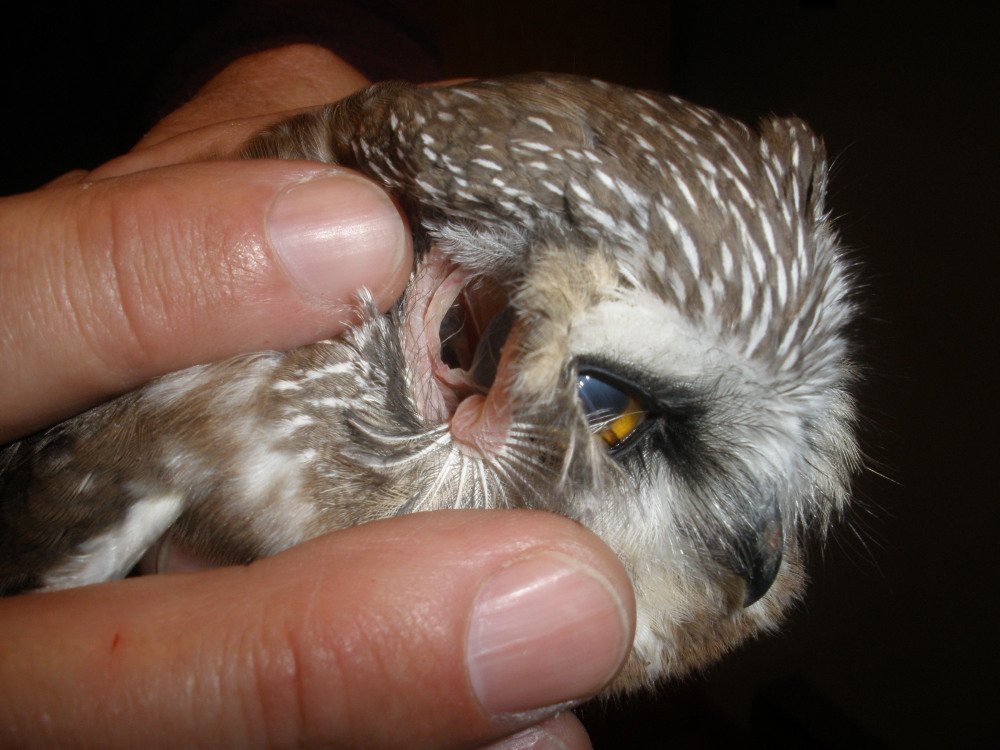 閲覧注意 フクロウの耳の中を覗いてみたら なんと が見えた こんな構造になっていたとは 驚 Togetter