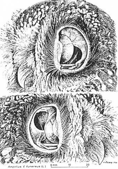 閲覧注意 フクロウの耳の中を覗いてみたら なんと が見えた こんな構造になっていたとは 驚 Togetter 閲覧注意 フクロウの耳の中を覗いてみたら なんと が見えた こんな構造になっていたとは 驚 Togetter