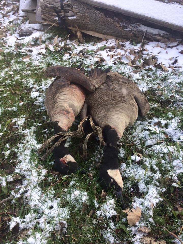 Impactwaterfowl's tweet photo. Two geese I shot a few weekends ago- Zack https://t.co/I8UAVOpdJD