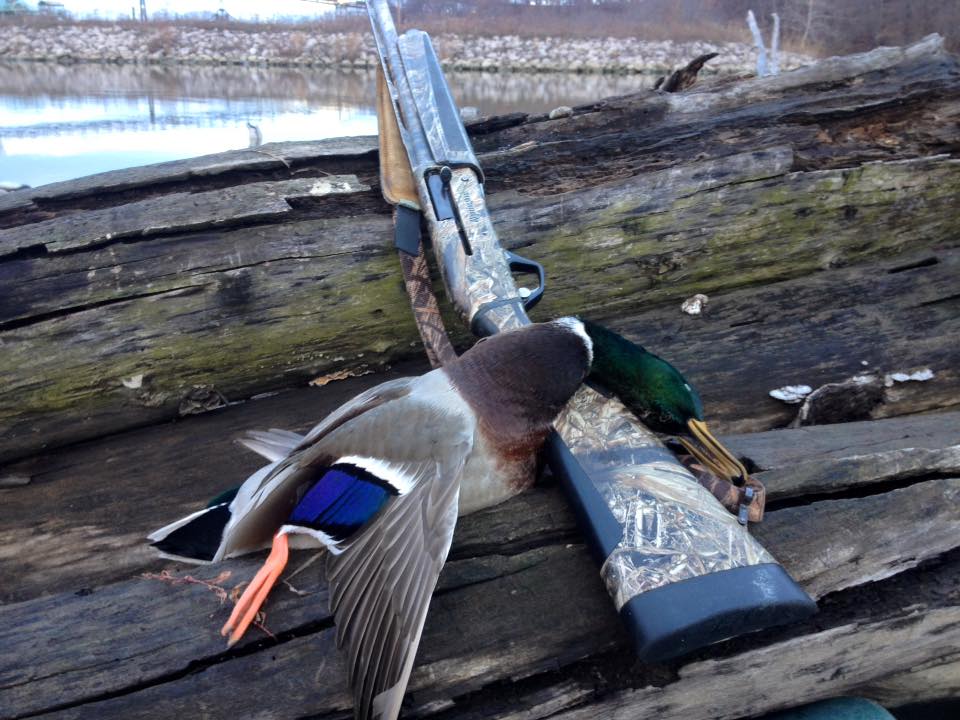 Impactwaterfowl's tweet photo. Mallard that Mark shot on a quick hunt. https://t.co/tsRxc9ZuCY