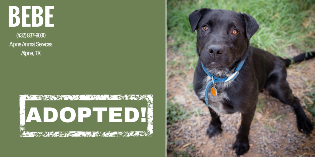 AlpineHumane's tweet image. Bebe! ADOPTED! Still lots of great dogs &amp;amp; cats looking for their forever homes @AlpineHumane