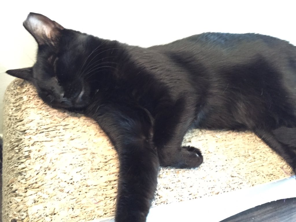 ManoloBoston's tweet photo. There is another #Manolo in the world and he lives @MeowParlour #NewYork. Hey, buddy!! #catsofinstagram https://t.co/jno8Bo9B3X