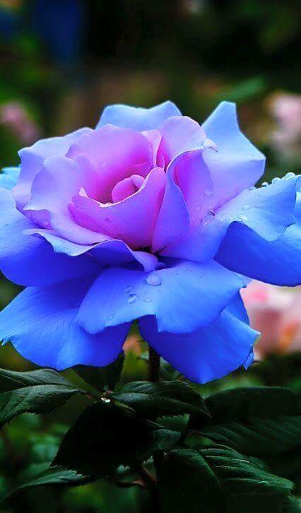 Azhar_ward's tweet photo. @n_shining_f @A35525647 @nico_gaia @ana_austen @elsufuen https://t.co/pcKVHsoSbE