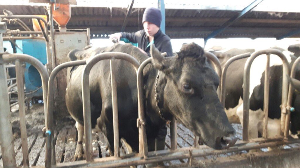 PNoordergraaf's tweet photo. De @CRV4all overall wordt goed gebruikt door Lars van Kleef, bij boer Jongkind en op de site van #Merewade Gorinchem https://t.co/MKLqPI3AfO