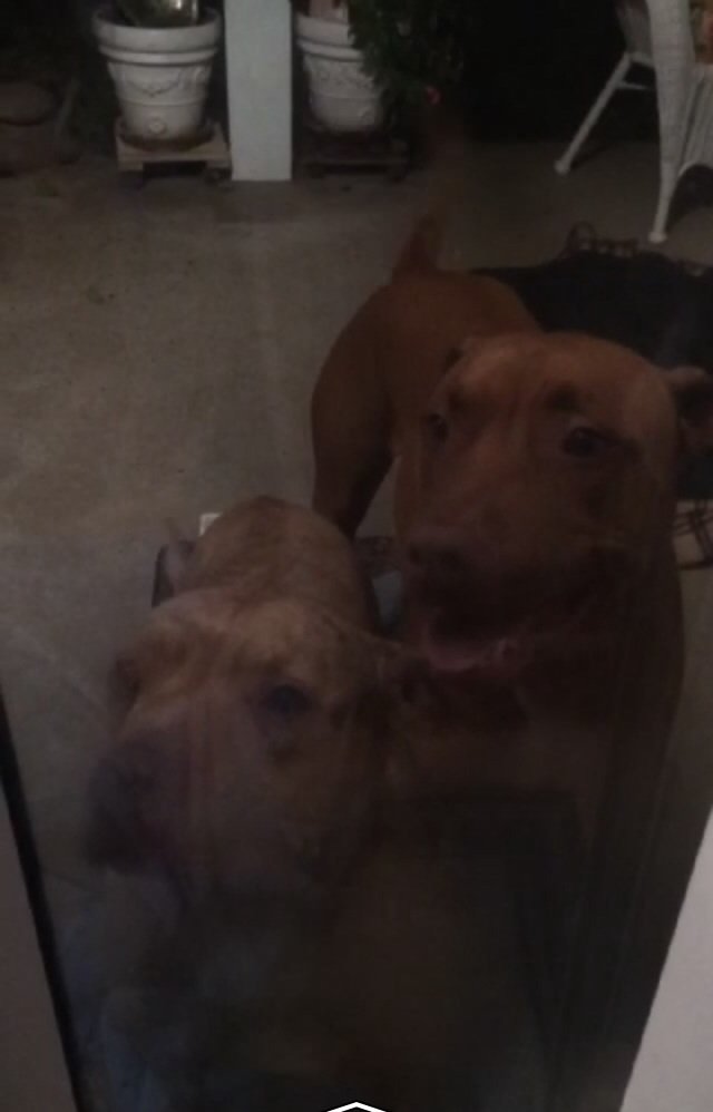 Ashley__Morgan's tweet photo. RESCUED TWO TAN/BROWN PITS. Super sweet, no collar! Found near Thurton and Longview off baseline. Please share!!! https://t.co/vRJuG1Aajs